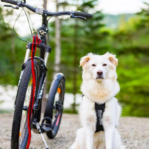 CRUISER BIKES Dog Collar